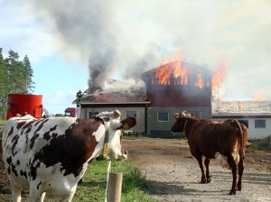 Lehmät katselevat tuhoutunutta kotiaan.