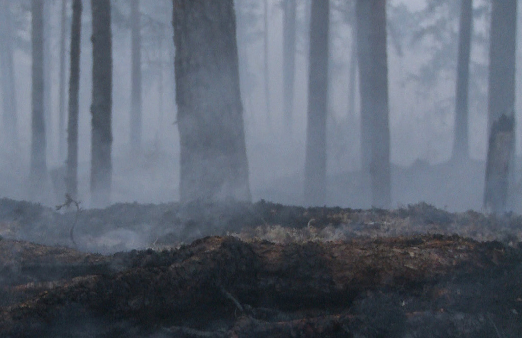 Sammutettua maastoa massiivisen metsäpalon jäljiltä Ruotsin Västmanlandissa vuonna 2014.