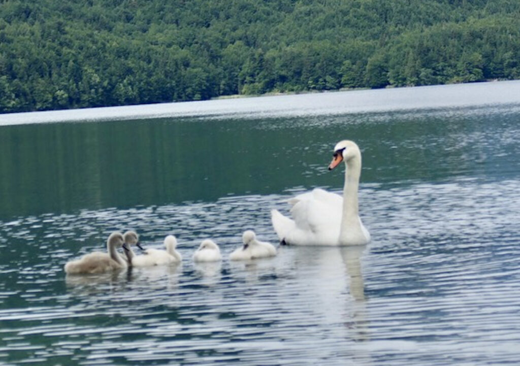 Lähellä olevat pienokaiset on helppo hädän hetkellä auttaa siipiensä suojaan. Tämä opettavainen eläintarina on myös oikeasti totta.