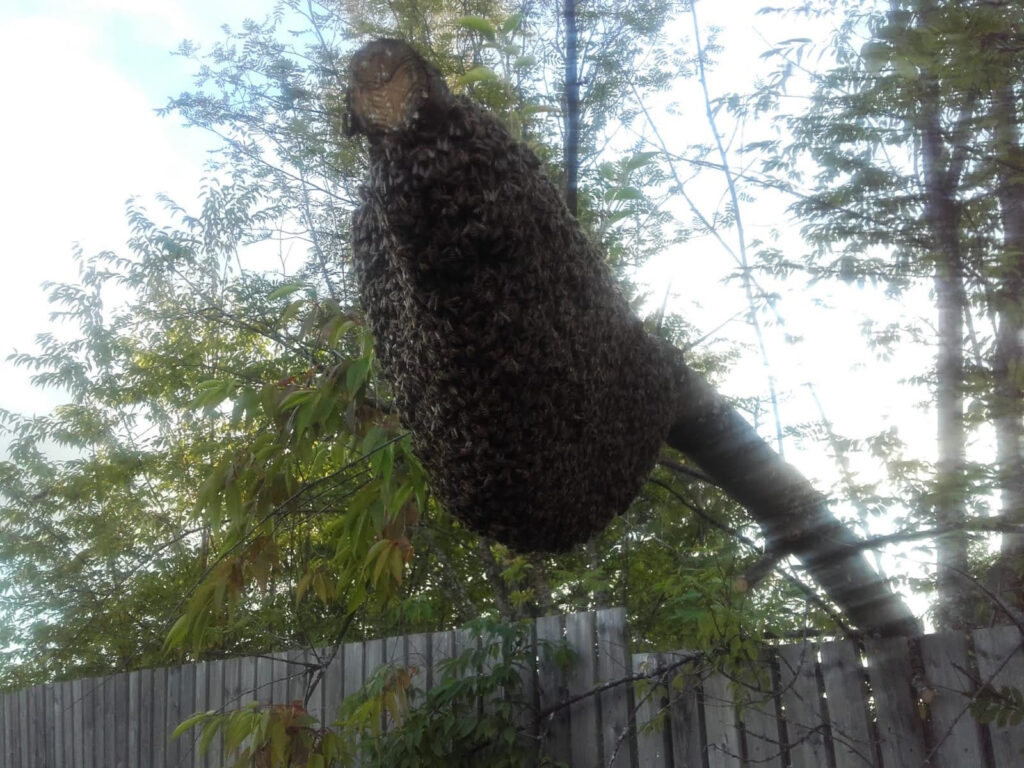 Karkuteillä olevasta mehiläisparvesta tulee ilmoittaa Suomen Mehiläishoitajain liiton parvipuhelimeen.